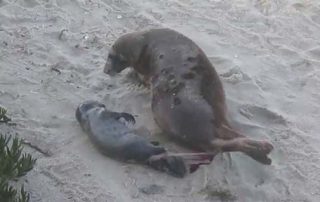 seal birth - San Diego Scenic Cycle Tours