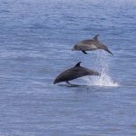 pacific beach jumping seals - San Diego Scenic Cycle Tours