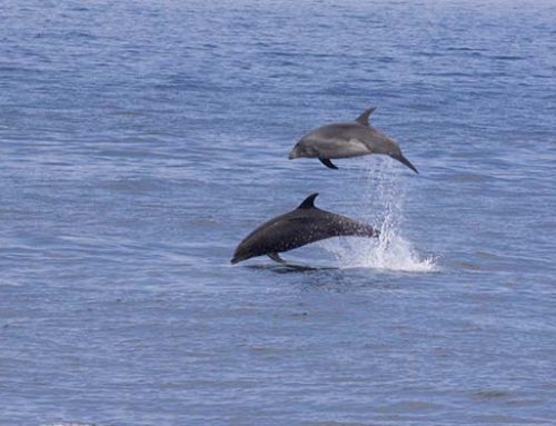 Dolphins!