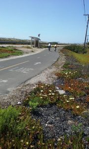 mission bay flowers - San Diego Bike Tours - Scenic Cycle Tours