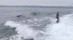 wakeboarding with dolphins - San Diego Scenic Cycle Tours