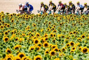tour de france flowers - San Diego Scenic Cycle Tours