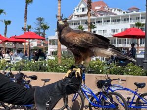Hawk keeping Sea Gulls away - San Diego Scenic Cycle Tours