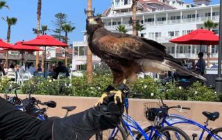 Hawk keeping Sea Gulls away - San Diego Scenic Cycle Tours