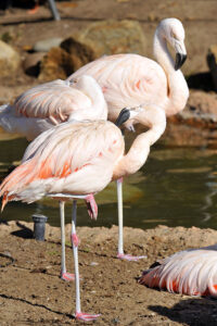 Coronado Marriott Flamingos