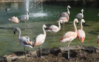 coronado flamingos