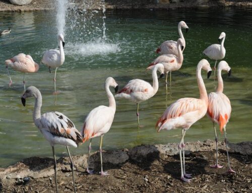 No Rain Just Flamingos!