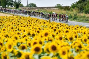 oh the beauty of these sunflowers on the tour de france - San Diego Scenic Cycle Tours