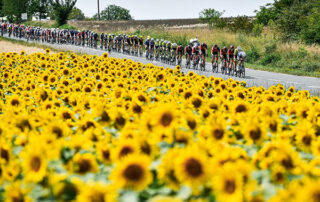 oh the beauty of these sunflowers on the tour de france
