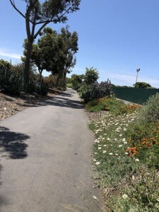 mission bay flowers on bike path