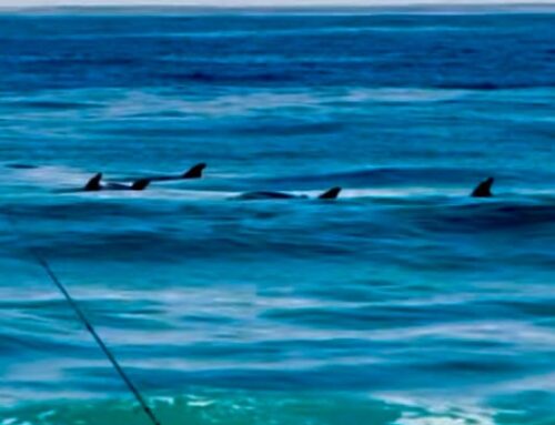 Dolphins are Returning