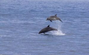 San Diego Dolphins
