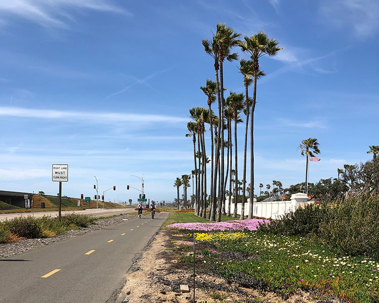 silver strand flowers - San Diego Scenic Cycle Tours