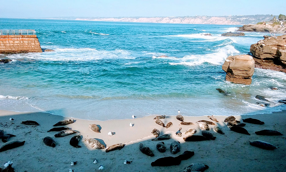 la jolla seals - San Diego Scenic Cycle Tours