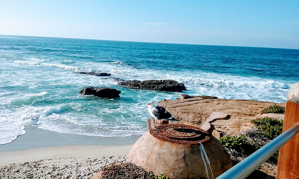 La jolla cove - San Diego Scenic Cycle Tours